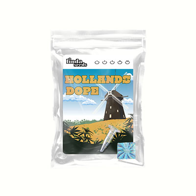 Hollands Dope (F1 Fast Flowering) Seed > Linda Seeds | Cannabis seeds recommendations  |  Cheap Cannabis